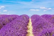 开云APP-法国杯赛程吃紧；菲尼克斯太阳集结日止住颓势；底气十足；轮换策略成焦点(法国杯赛程时间表)